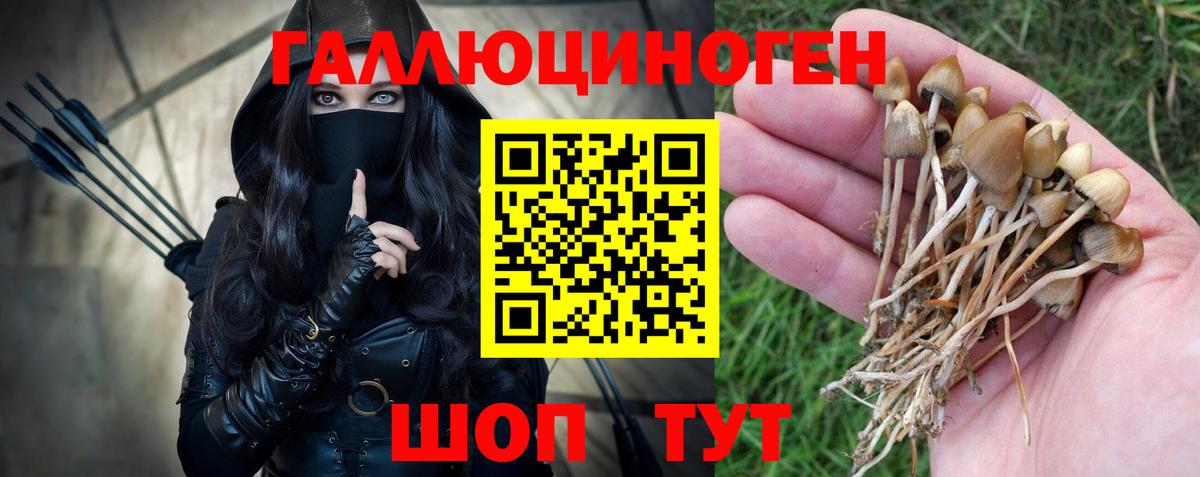 Бор  Псилоцибиновые грибы MAGIC MUSHROOMS  Вход с VPN 